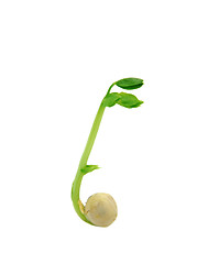 Image showing Pea seed with a green leaf shoot