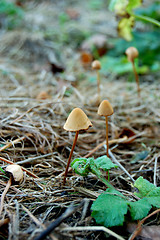 Image showing Tiny toadstools