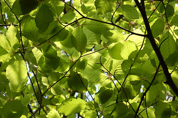 Image showing Canopy of green beech leaves