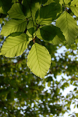 Image showing Underside of green beech leaves