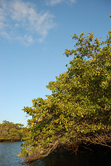 Image showing Mangrove in the Galapagos Islands