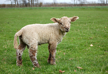 Image showing Sweet lamb with brown wool