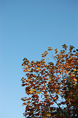 Image showing Red leaves of a sycamore tree against a blue sky