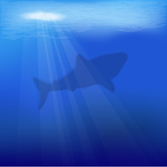 Image showing Shark