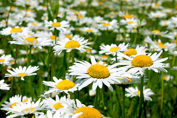 Image showing Beautiful chamomile flowers