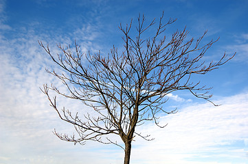 Image showing Barren Tree