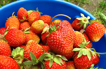Image showing Basket of fresh strawberries 