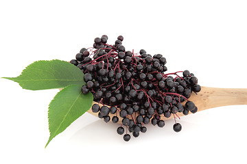 Image showing Elderberry Fruit