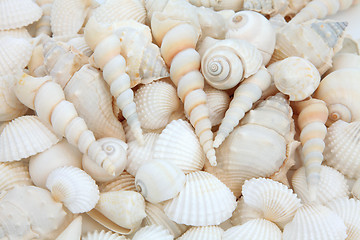 Image showing Shell Beauty