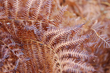 Image showing Closeup of bracken