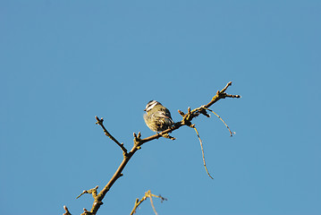 Image showing Fledgling blue tit