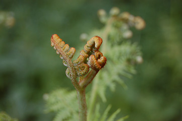 Image showing Fiddlehead