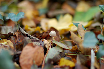 Image showing Tiny toadstool on the forest floor