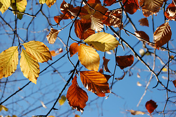 Image showing Golden beech leaves