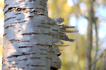 Image showing Peeling bark on a silver birch tree 