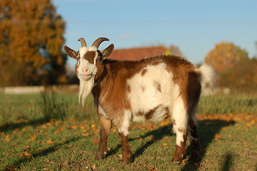 Image showing Red and white goat