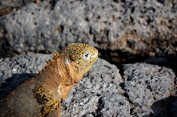 Image showing Galapagos land iguana