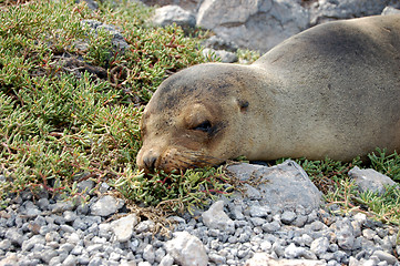 Image showing Sea lion in the Galapagos Islands