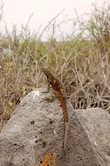 Image showing Lava lizard