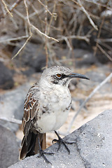 Image showing Mockingbird in the Galapagos Islands