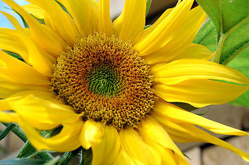 Image showing Closeup of a bright yellow sunflower