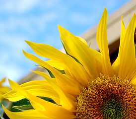 Image showing Bright yellow sunflower