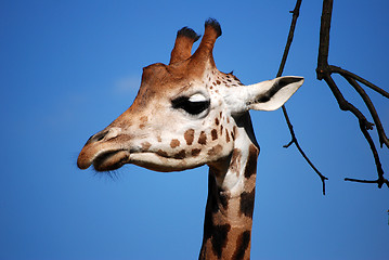 Image showing Giraffe's head against a blue sky