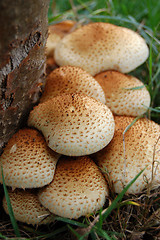 Image showing Fungus growing at the base of a tree trunk