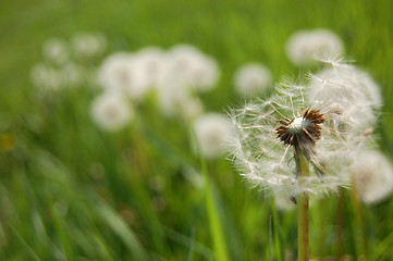 Image showing Dandelion clock in a meadow