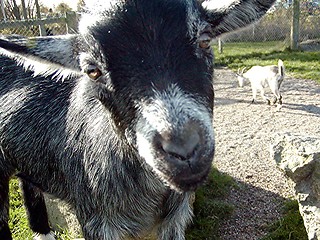 Image showing Close up Goat