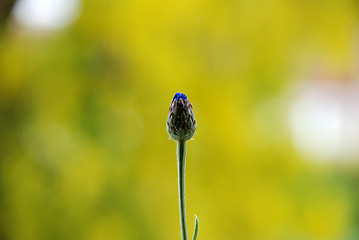 Image showing Unopened cornflower bud