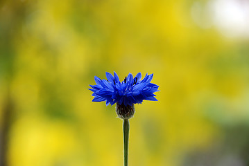 Image showing Open cornflower bloom