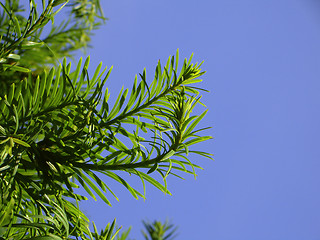 Image showing Needles or leaves?