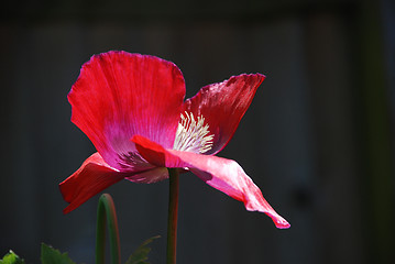 Image showing Red poppy with its petals blown open 