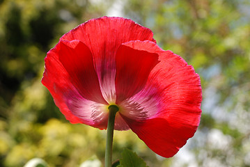 Image showing Red poppy flower seen from below
