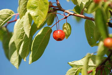 Image showing Crab apple hanging against a blue sky
