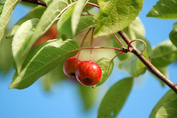 Image showing Shiny red crab apples