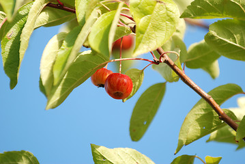 Image showing Crab apples among leaves on the tree