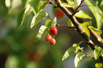 Image showing Crab apples on the branch