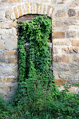 Image showing Abandoned Mill Overgrown Window