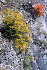 Image showing Mountain Plants in the Fall