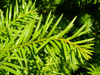 Image showing Coniferous closeup