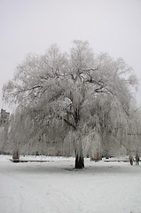 Image showing Winter