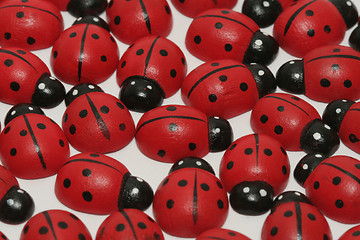 Image showing Ladybugs