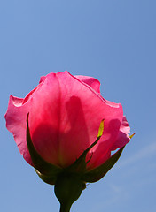 Image showing Rose flower on blue sky