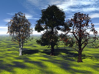 Image showing Sunny meadow