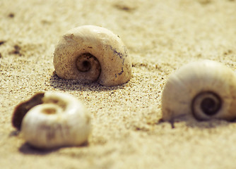 Image showing empty shells