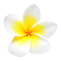 Image showing frangipani