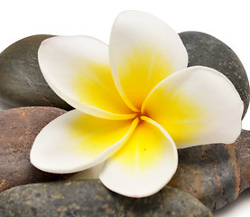Image showing flower and stones
