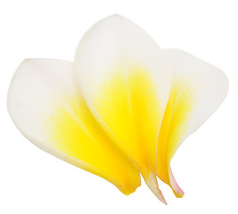 Image showing plumeria petals